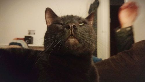 Close-up of cat looking at home