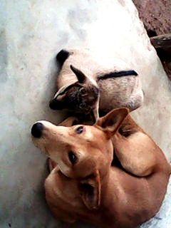 animal themes, dog, domestic animals, pets, mammal, one animal, high angle view, looking at camera, two animals, portrait, young animal, indoors, lying down, togetherness, zoology, relaxation, close-up, full length, no people, animal