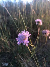 Close-up of purple flowering plant on field