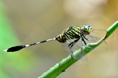 Close-up of caterpillar on leaf