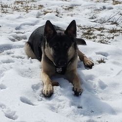 Portrait of dog in snow