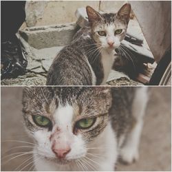 domestic cat