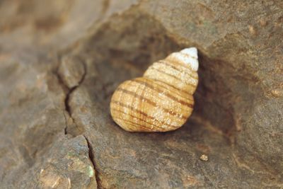 Close-up of shell on rock