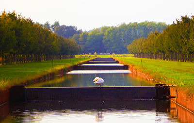 View of bird in lake