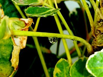 Close-up of water drops on leaf