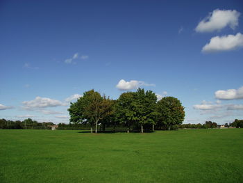 Trees on field against sky