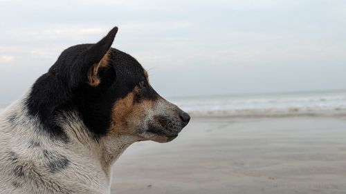 one animal