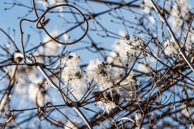 Low angle view of bare tree during winter