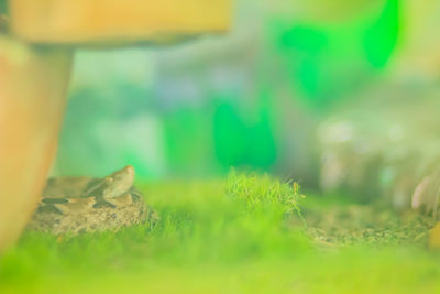 Close-up of mushroom growing on field