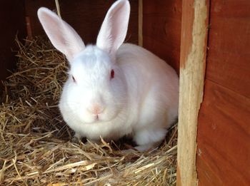 Close-up of rabbit in cage