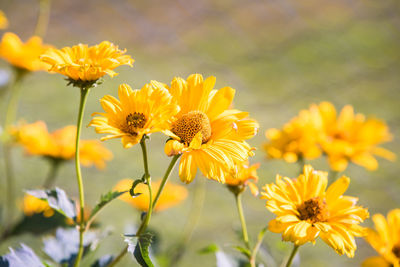 Close-up of yellow flowering plant