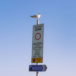 Low angle view of seagull perching on signboard against sky