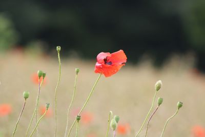 Close-up of red poppy flower