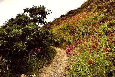 Footpath amidst flowering plants and trees against sky