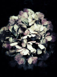 Close-up of flower against black background