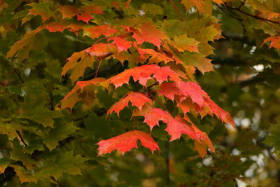 Close-up of autumnal leaves on tree during autumn