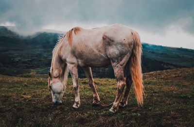 Horse standing in a field