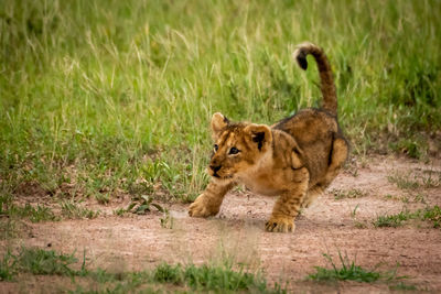 Lion cub playing on field