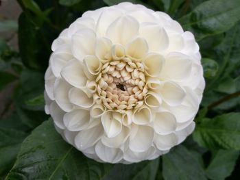 Close-up of white flower blooming outdoors