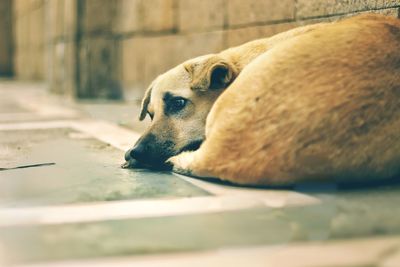 Close-up of a dog resting