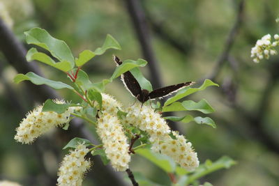 Close-up of butterfly perching on leaf