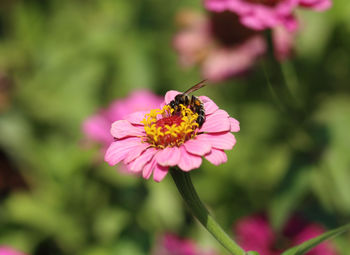 Close-up of insect on pink flower