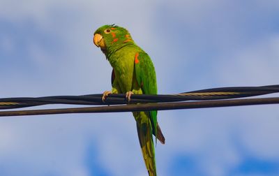 Bird perching on a branch