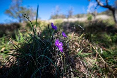 Close-up of purple crocus flowers on field