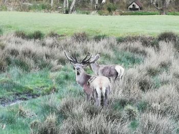 Deer in a field