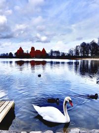 Swans swimming in lake against sky
