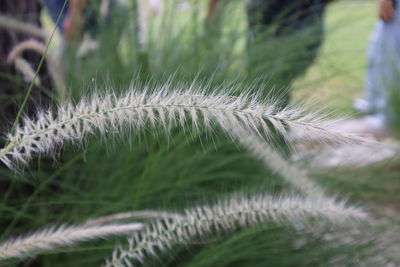 Close-up of dandelion growing on field