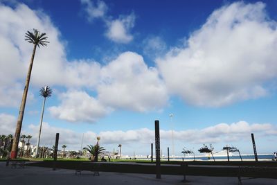 Low angle view of palm trees against sky