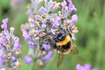 Close-up of bee on purple flowers