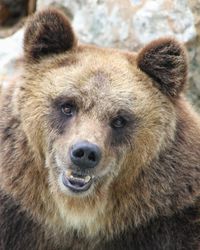 Close-up portrait of an animal