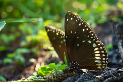 Close-up of butterfly on leaf