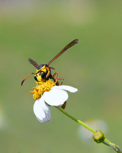 Close-up of insect on flower