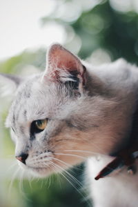 Close-up portrait of cat