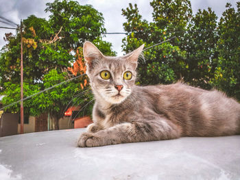 Portrait of cat sitting near a tree