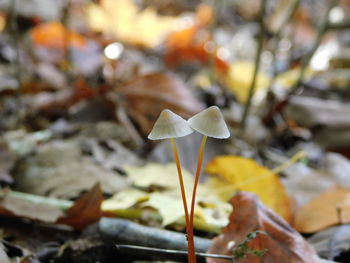 Close-up of white mushroom growing on land