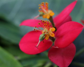 Close-up of butterfly pollinating on pink flower