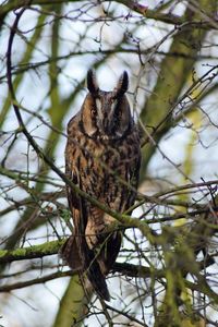 Low angle view of owl perching on tree