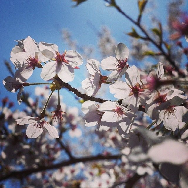 Cherryblossome