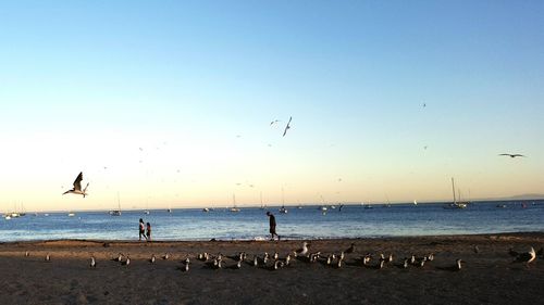 Birds at beach against sky during sunset