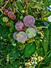 Close-up of berries growing on tree