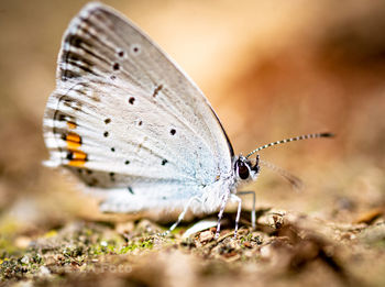 Close-up of butterfly on ground