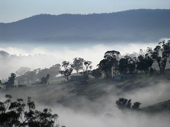 Trees on landscape against sky