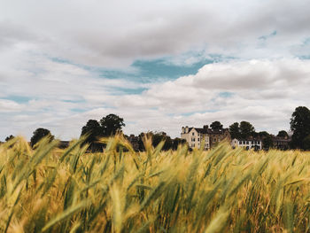 Crops growing on field against sky