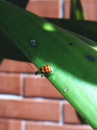 Close-up of insect on leaf