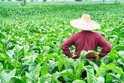 Tobacco plantations in asia, thailand