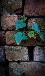 Close-up of stone wall